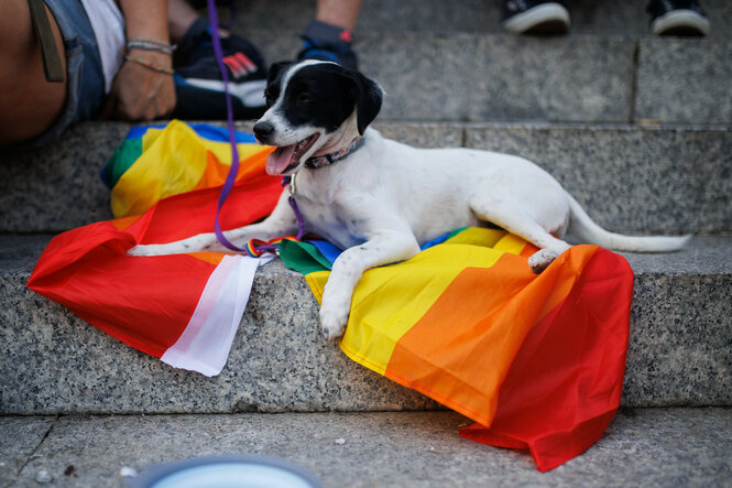 Ein Hund liegt während der Parade "Plumas y Patitas" (Federn und Pfoten) im Rahmen der Pride 2022 in Madrid auf einer Regenbogenflagge.