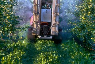 Apfelbaeume werden mit Pestiziden behandelt - ein Traktor fährt zwischen den Baumreihen und sprüht